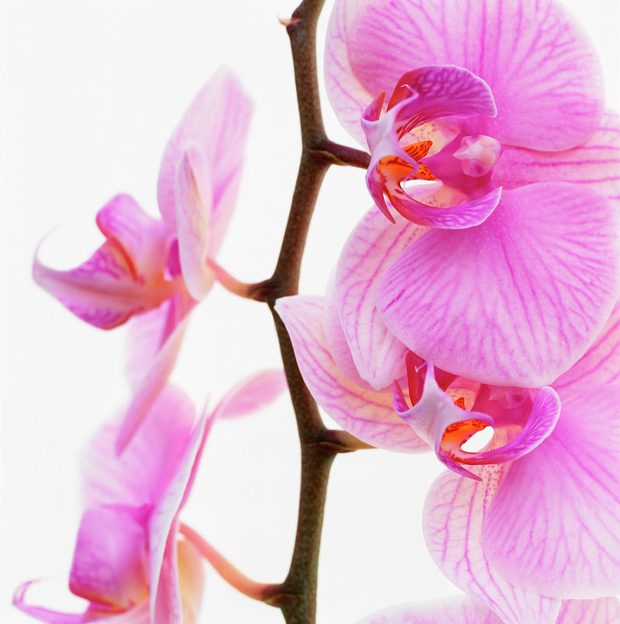 Purple Flowers #1 Photograph by Micha Pawlitzki