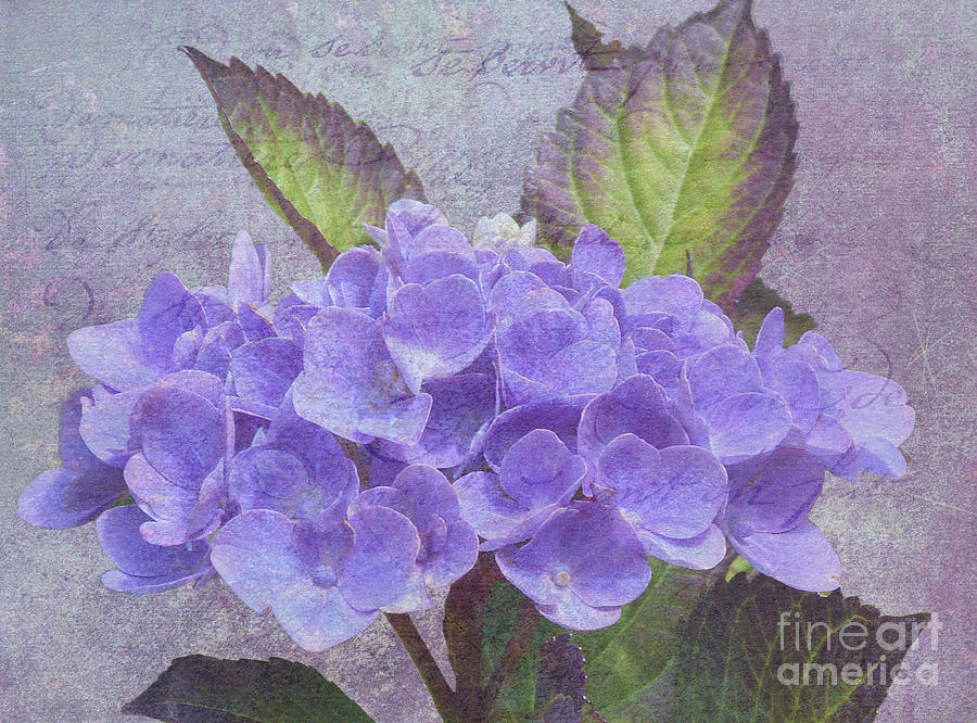 Purple Hydrangea #1 Photograph by Lynn Bolt
