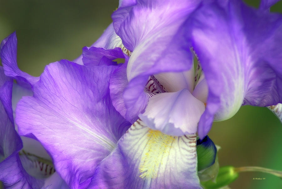 Purple Iris #1 Photograph by Brian Wallace