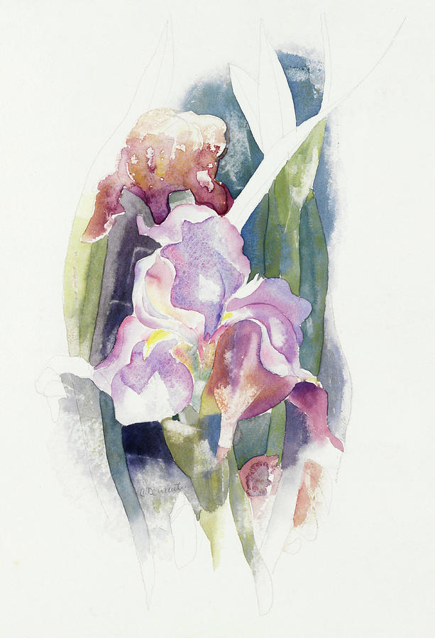 Purple Iris. #1 Painting by Charles Demuth
