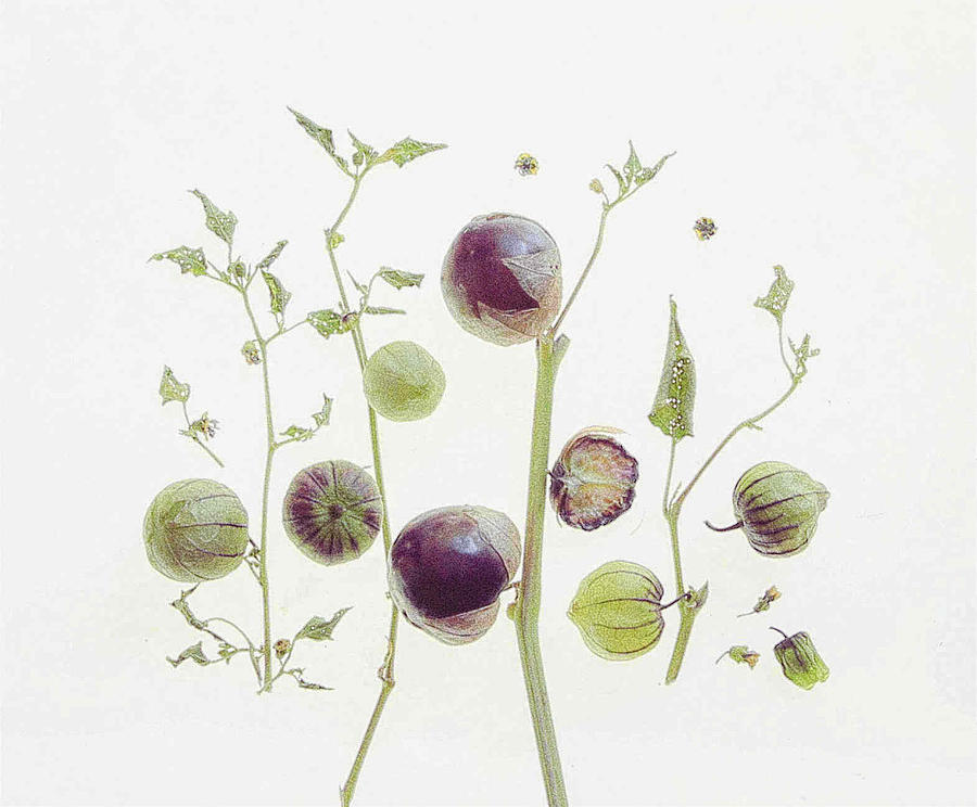 Still Life Photograph - Purple Lantern Berry #1 by Fangping Zhou