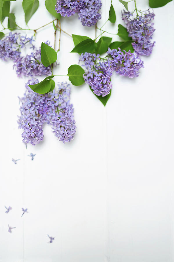 Purple Lilac On White Background #1 Photograph by Thordis Rggeberg