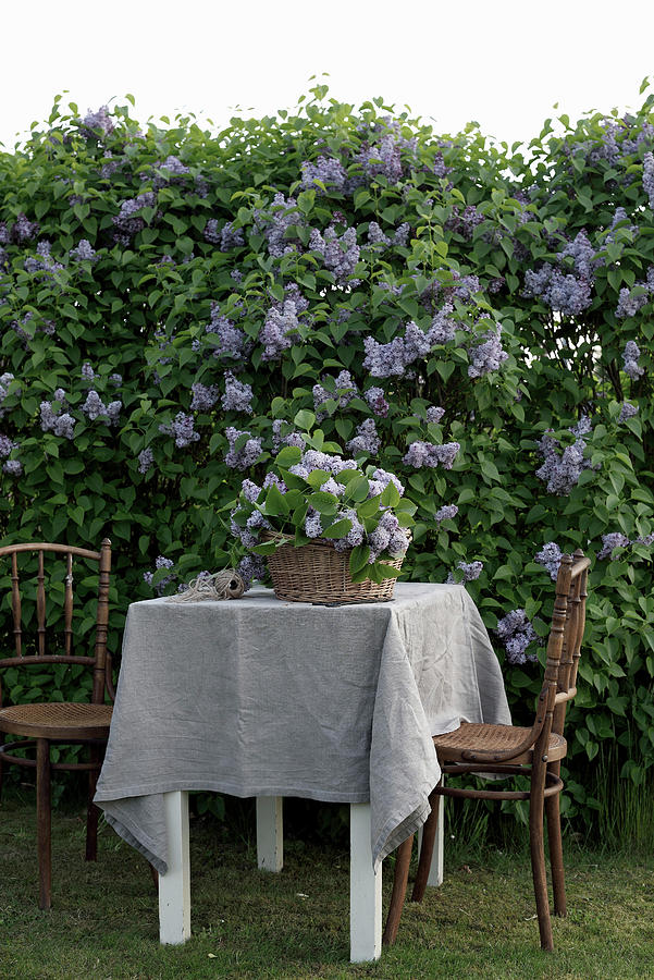 Purple Lilacs In A Basket On A Table With A Linen Cover And Two Chairs By The Lilac Bush In The Garden #1 Photograph by House Of Pictures /  Diana Lovring