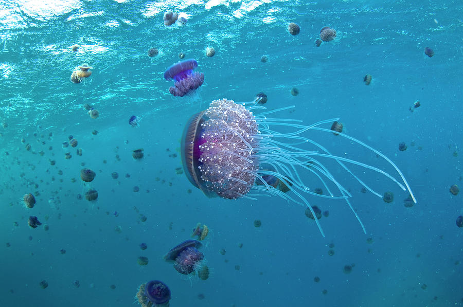 Purple Ocean Jelly Fish, Ras Banas, Red by Mark Webster