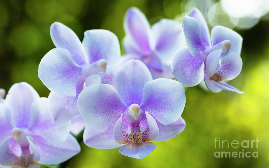 Purple Orchid Flowers #1 Photograph by Raul Rodriguez