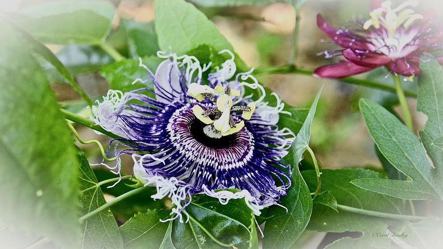 Purple Passion Flower #1 Photograph by Carol Bradley