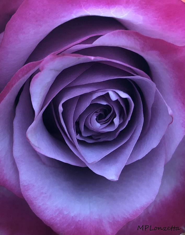 Purple Rose #1 Photograph by Marian Lonzetta