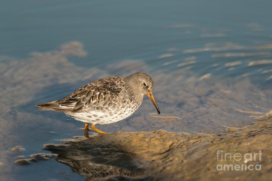 Wildlife Photograph - Purple Sandpiper Foraging Along Shoreline #1 by Andy Davies/science Photo Library