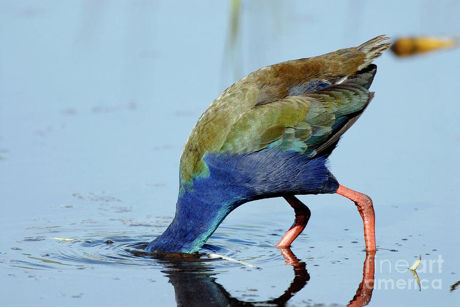 Purple Swamphen #1 Photograph by Peter Chadwick/science Photo Library