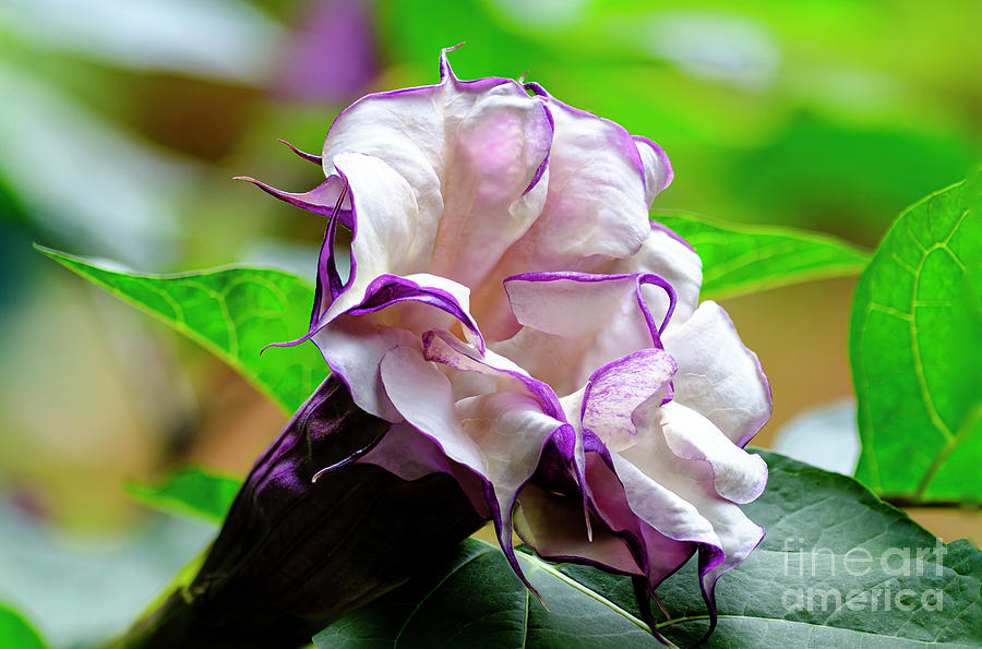 Purple Trumpet Flower #1 Photograph by Raul Rodriguez