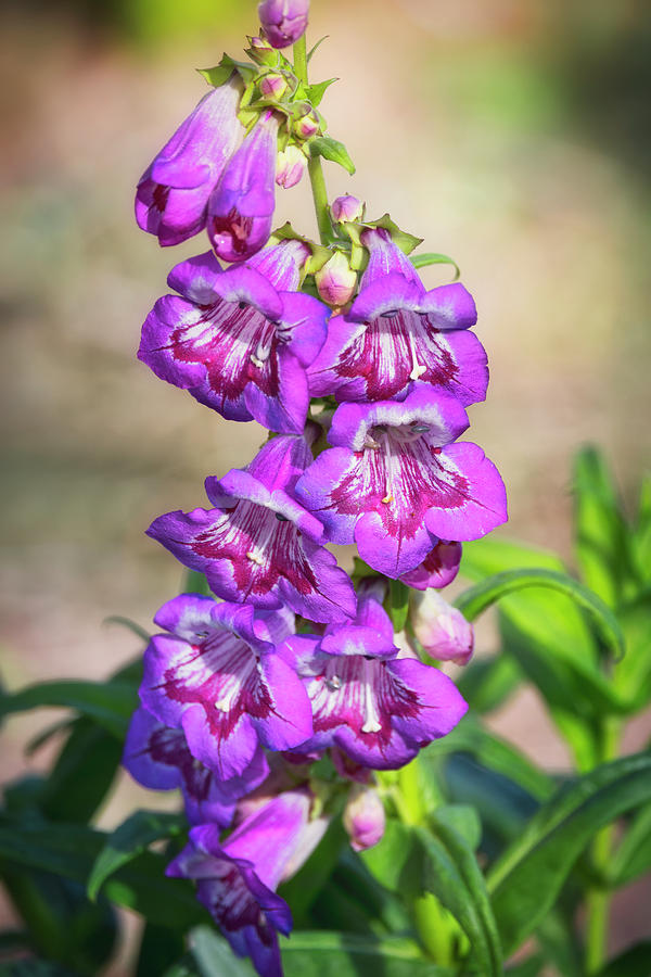 Purple Trumpet Flowers #2 Photograph by Saija Lehtonen