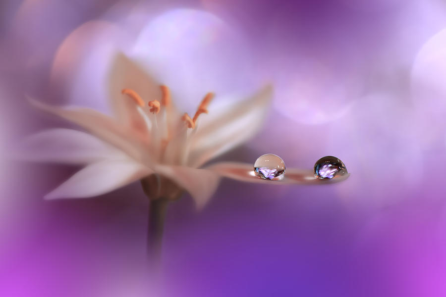 Purple Wind.. Photograph by Juliana Nan | Fine Art America