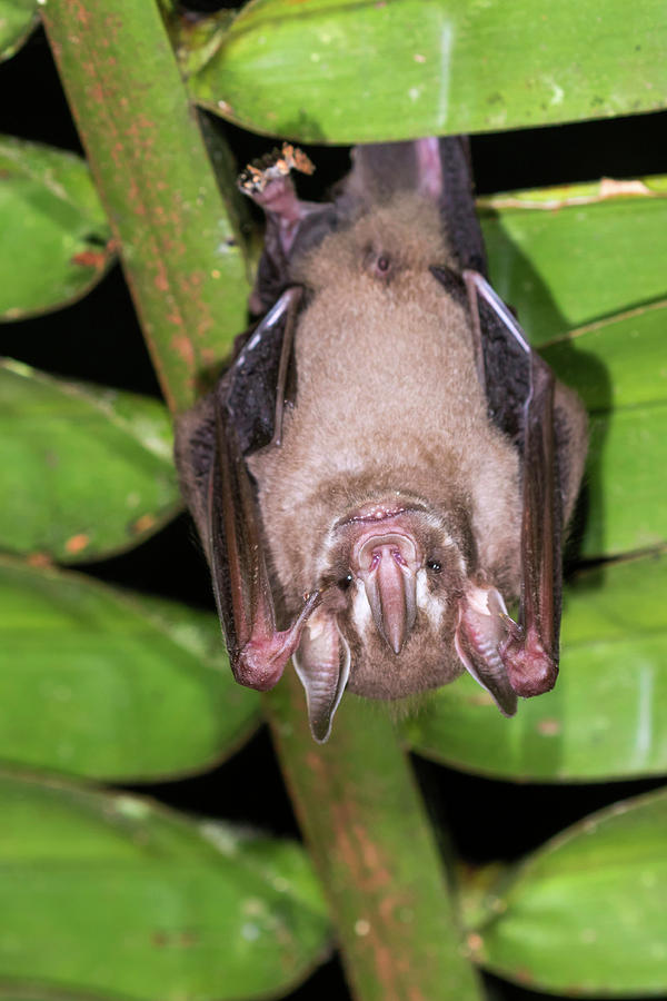 Pygmy Fruit-eating Bat #1 Photograph by Ivan Kuzmin