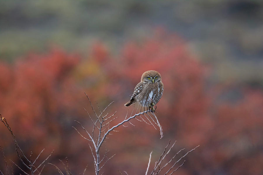 Pygmy Owl In Autumn #2 Photograph by Patrick Nowotny