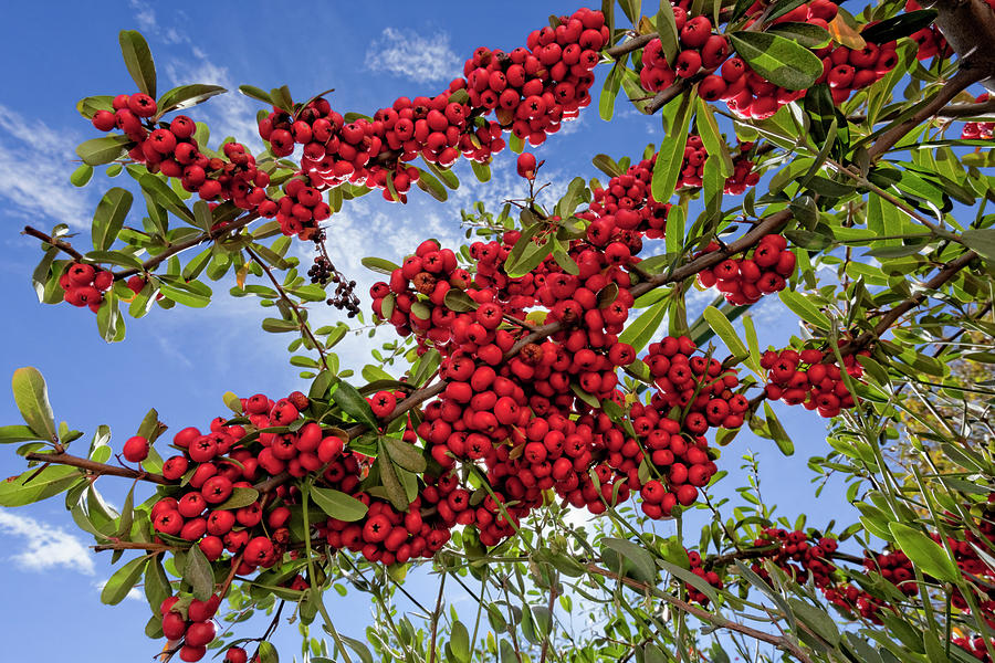 Pyracantha Berries #1 Photograph by Phil DEGGINGER