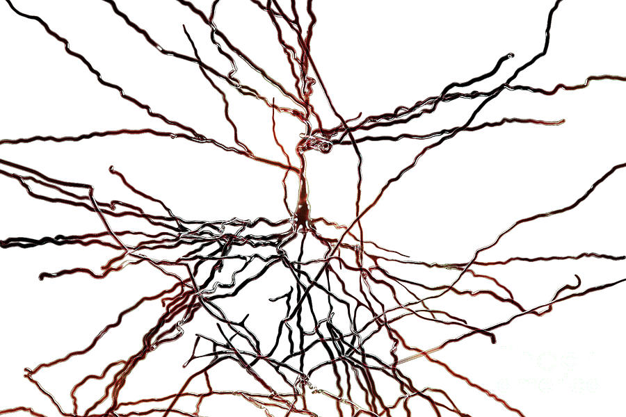 Pyramidal Neuron #1 Photograph by Kateryna Kon/science Photo Library