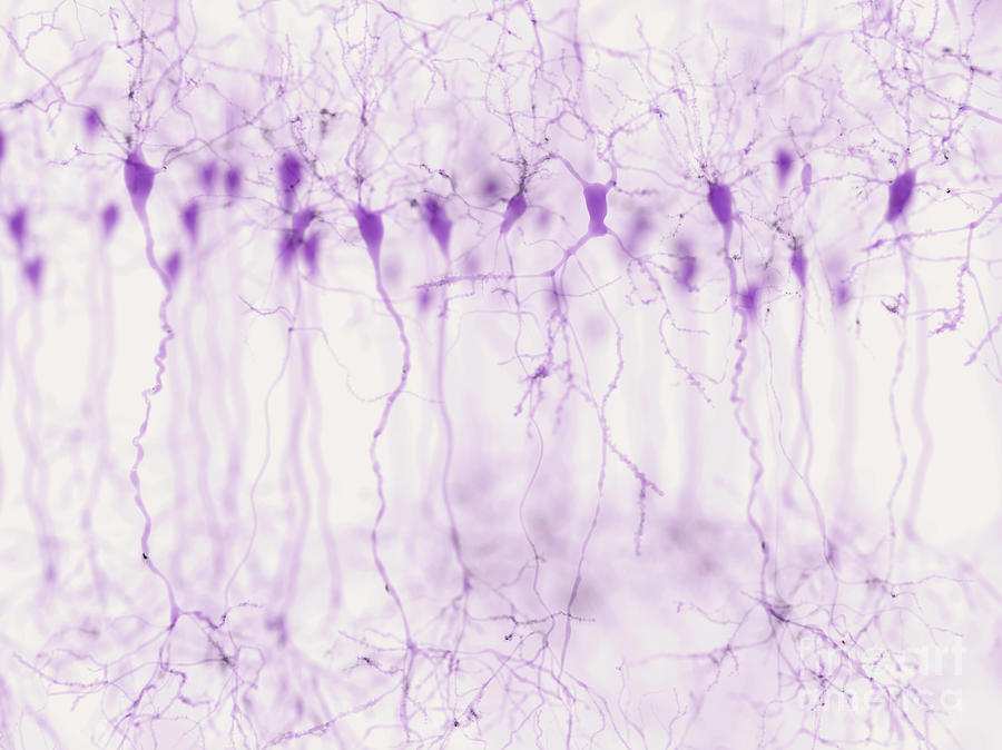 Pyramidal Neurons In The Cerebral Cortex #1 Photograph by Juan Gaertner/science Photo Library