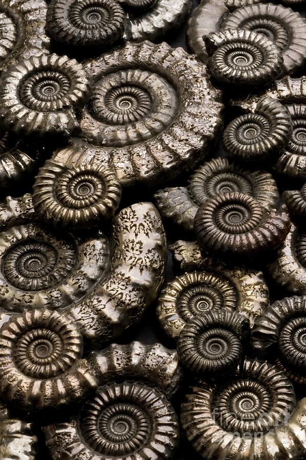 Pyritised Ammonite Fossils #1 Photograph by Sinclair Stammers/science Photo Library