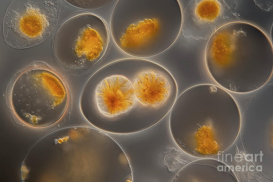 Pyrocystis Noctiluca Algae #1 Photograph by Frank Fox/science Photo Library