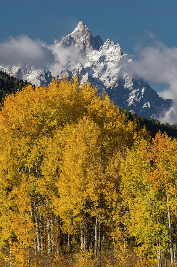 Quaking Aspens And The Tetons #1 Photograph by Jeff Foott