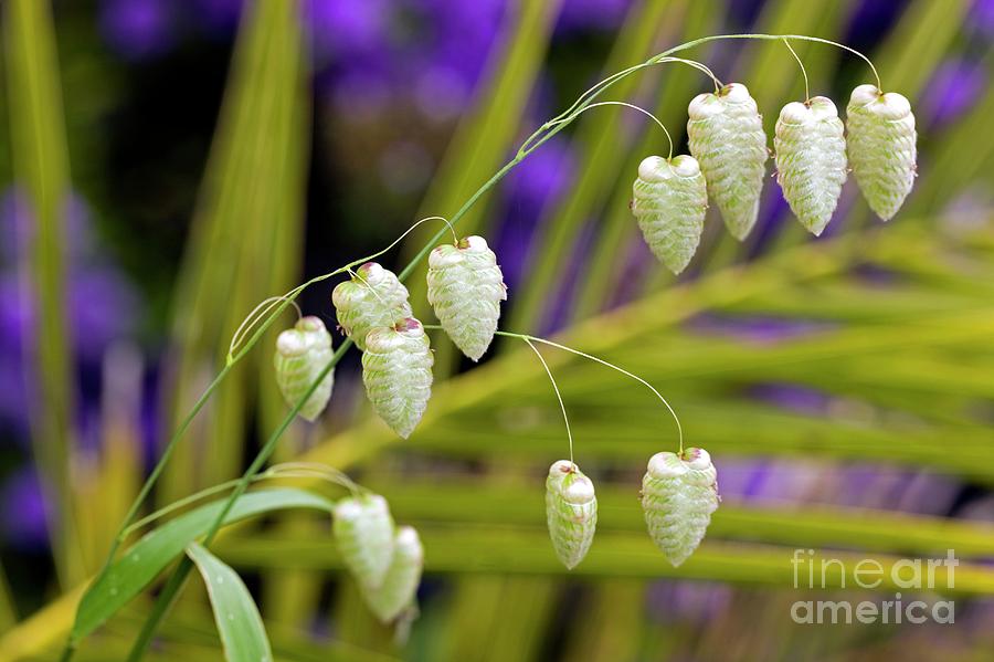 Summer Photograph - Quaking Grass (briza Maxima) #1 by Dr Keith Wheeler/science Photo Library