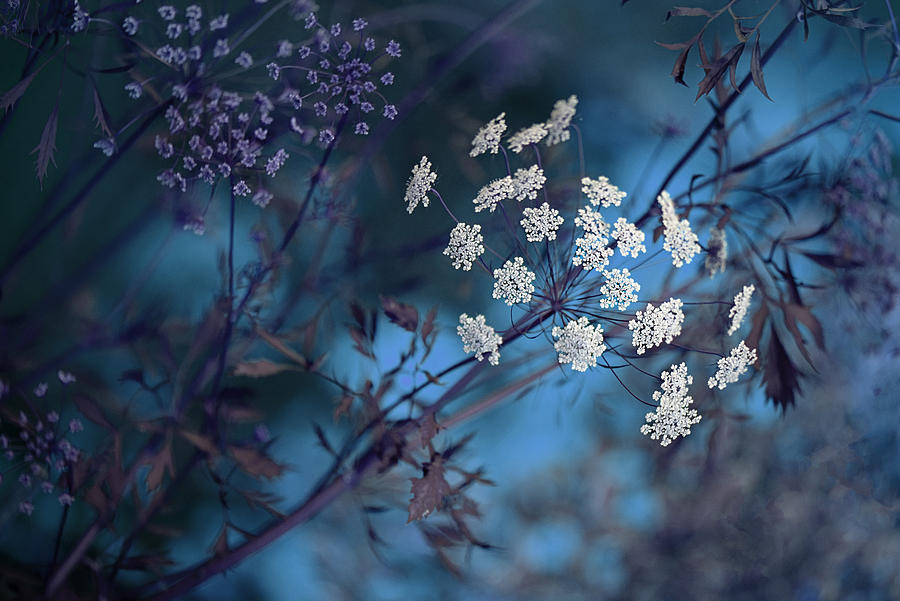 Flower Photograph - Queen Annes Lace #1 by Jacky Parker