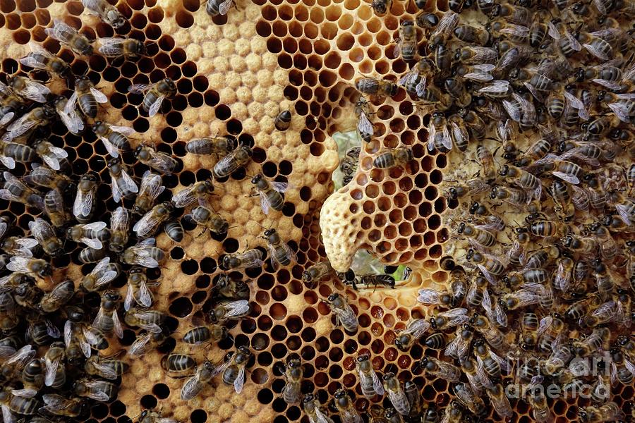 Queen Cell In Honey Bee Colony #1 by Cordelia Molloy/science Photo Library