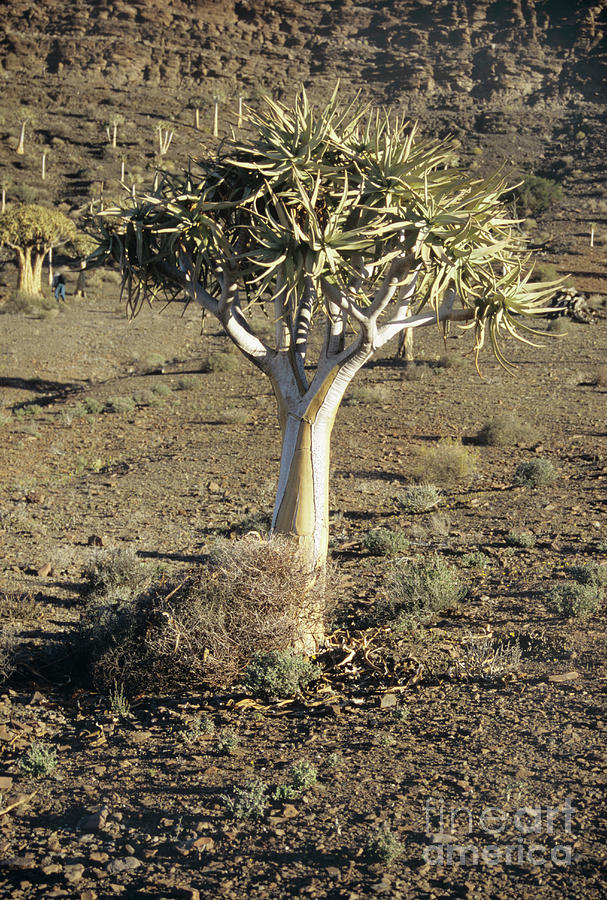 quiver tree scientific name