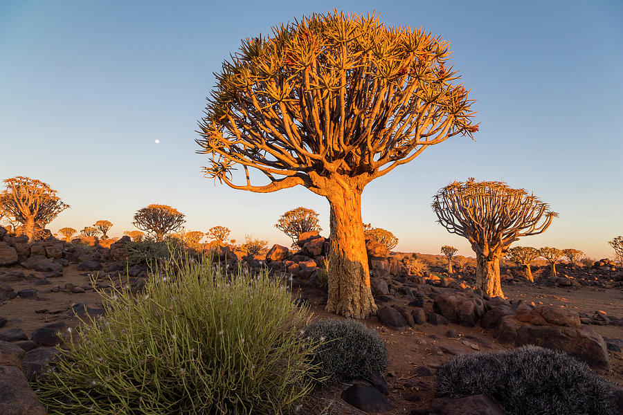 Quiver Tree Forest At Quiver Tree Forest Rest Camp At Sunset, Keetmanshoop, Namibia #1 Photograph by Robin Runck