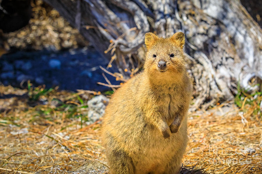 Quokka on the beach #1 Photograph by Benny Marty