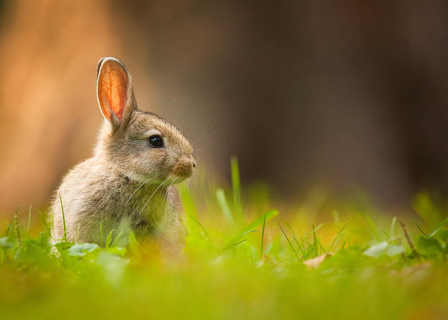 Animal Photograph - Rabbit #1 by Robert Adamec