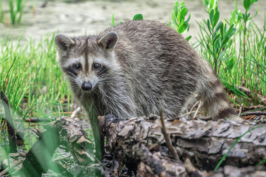 Raccoon Causing Mischief At A Campsite #1 Photograph by Alex Grichenko