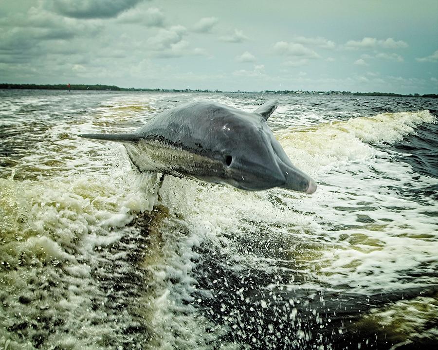 Racing Dolphin by John Bates Racing Dolphin by John Bates