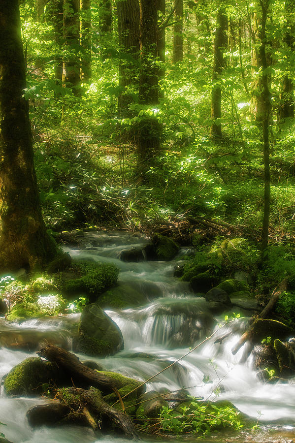 Radiant Water, Smokies #1 Photograph by Jerry Whaley