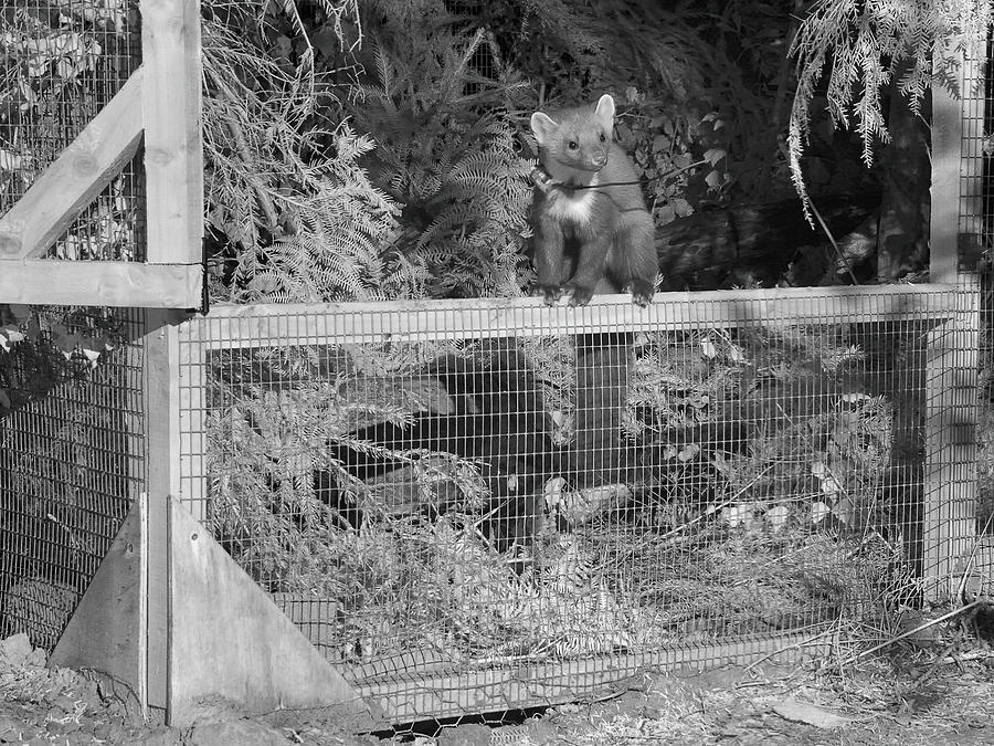 Radio-collared Male Pine Marten Emerging From A Temporary #1 Photograph by Nick Upton / Naturepl.com Radio-collared Male Pine Marten Emerging From A Temporary #1 Photograph by Nick Upton / Naturepl.com