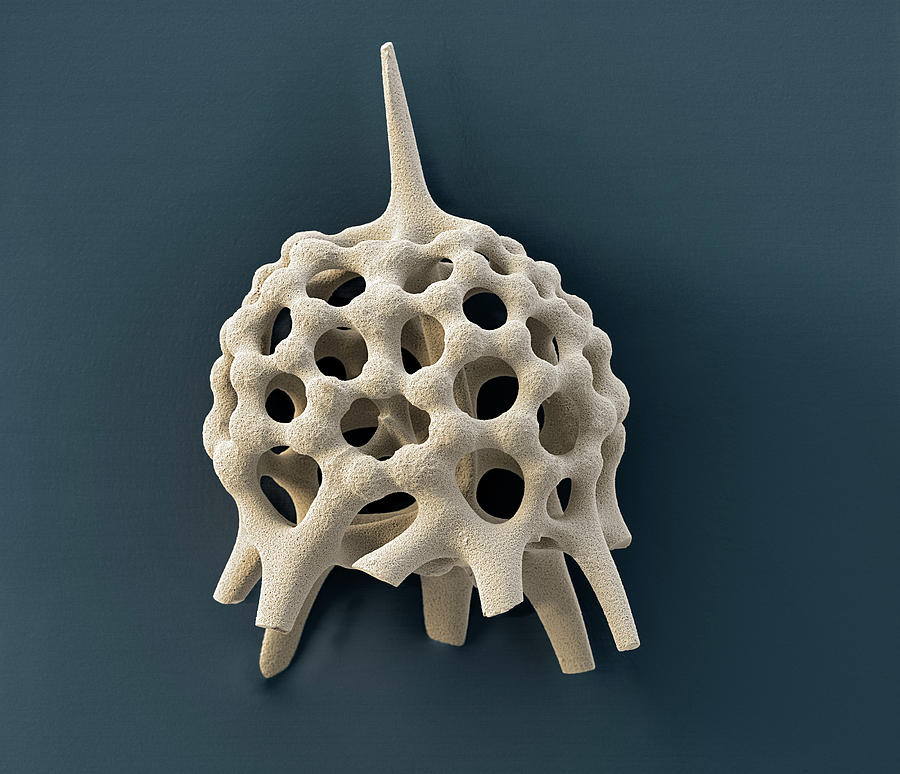 Radiolarian, Sem #1 Photograph by Oliver Meckes EYE OF SCIENCE