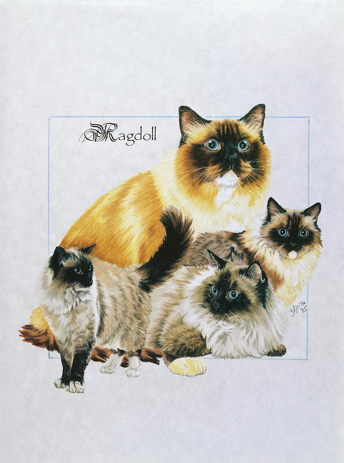 Cat Painting - Ragdoll #1 by Barbara Keith