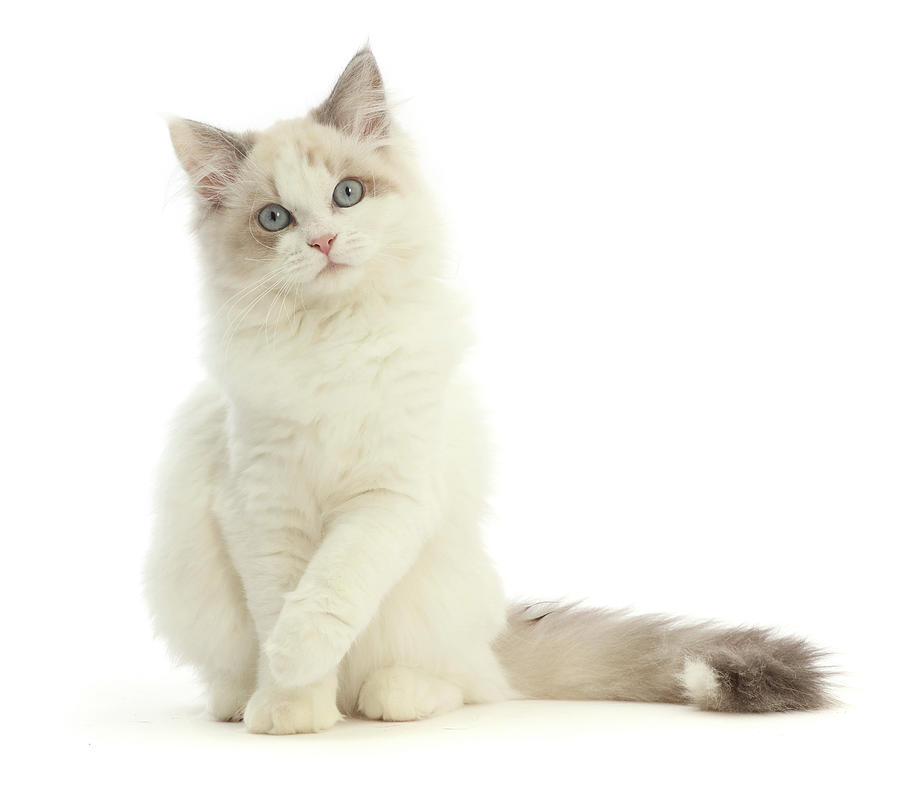 Ragdoll-x-persian Kitten #1 Photograph by Mark Taylor