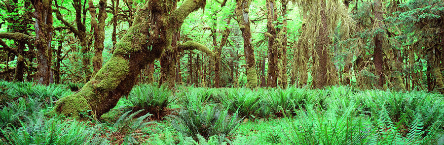 Rain Forest, Olympic National Park #1 Photograph by Panoramic Images