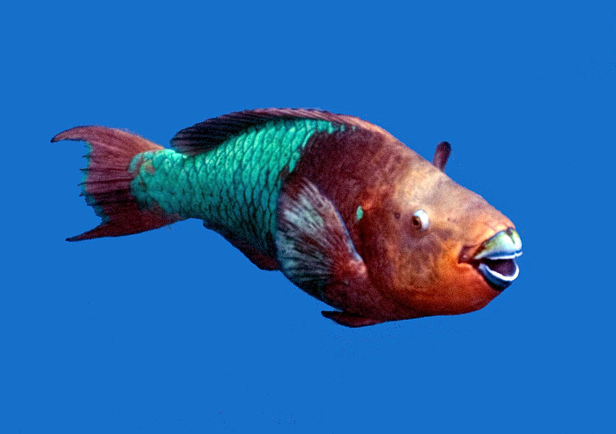 Rainbow Parrot Fish by Paula Porterfield-Izzo Rainbow Parrot Fish by Paula Porterfield-Izzo