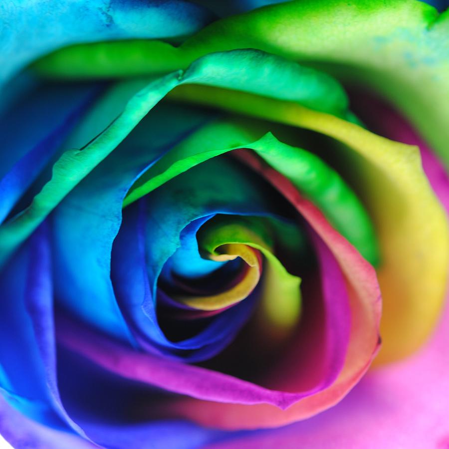 Rainbow Rose 17 Photograph by Cindy Boyd - Fine Art America