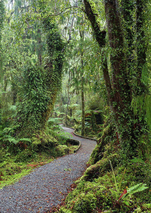 Rainforest At Ship Creek, West Coast, South Island, New Zealand, Oceania #1 Photograph by Rainer Mirau
