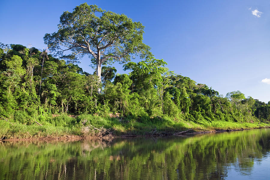 Rainforest At Tambopata River, Tambopata National Reserve, Peru, South ...