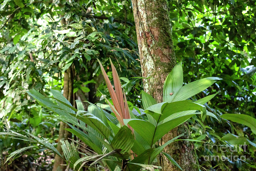 Rainforest flora of Amazon River basin Photograph by Jekaterina ...