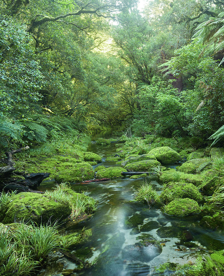 Rainforest, Omanawa Gorge, Bay Of Plenty, North Island, New Zealand, Oceania #1 Photograph by Rainer Mirau