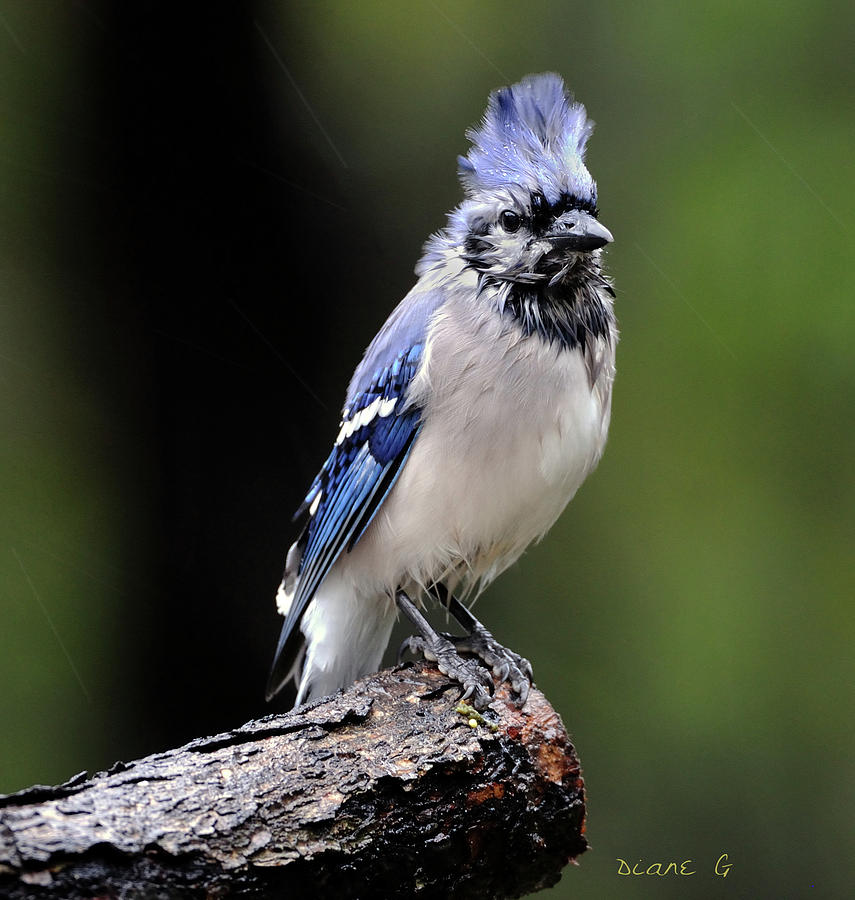 Rainy Day Blue Jay #1 Photograph by Diane Giurco