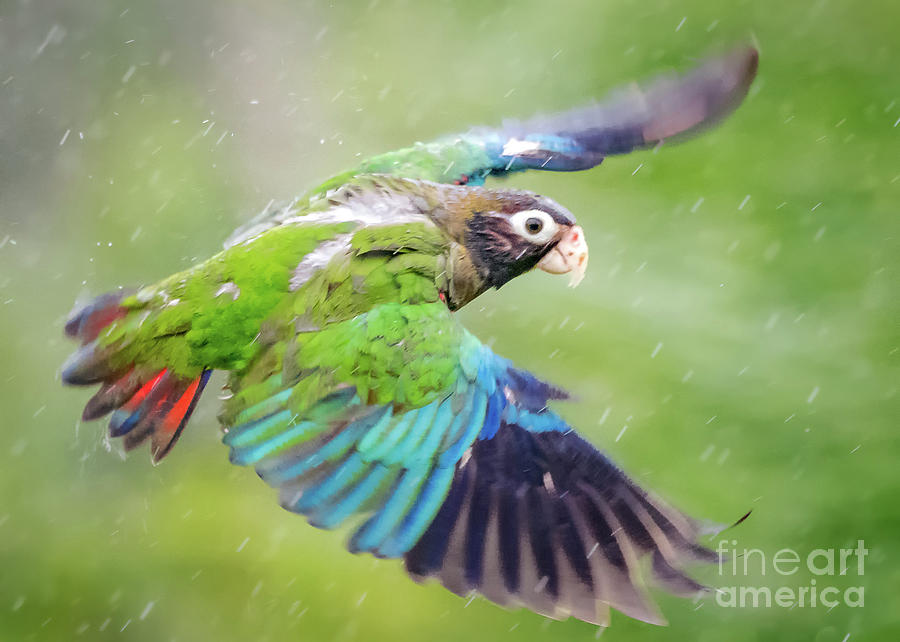 Parrot Photograph - Rainy flight #2 by Carl Jackson