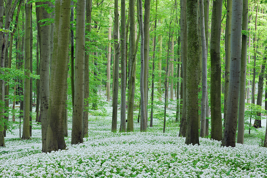 Ramsons In Beech Forest #1 Photograph by Martin Ruegner