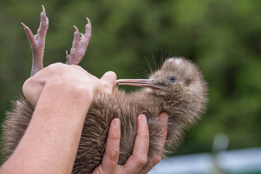 Ranger With Rowi / Okarito Brown Kiwi Chick. These Chicks #1 Photograph ...