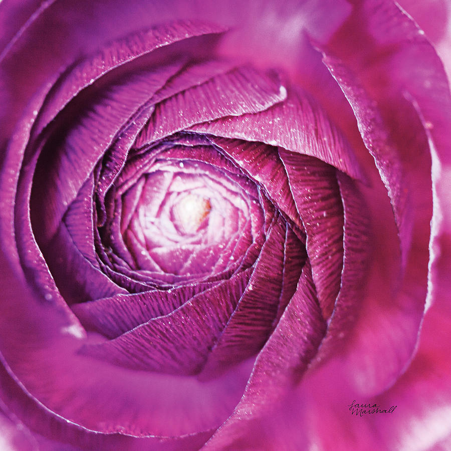 Abstract Photograph - Ranunculus Abstract I Color #1 by Laura Marshall